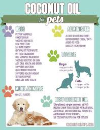 Coconut Oil For Pets Coconut Oil For Cats Dog Remedies Coconut Oil For Dogs