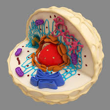 3d Model Cell Animal Cells Model Cell Model Project Cell Model