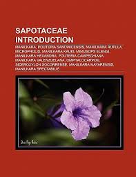 Image result for Mimusops obtusifolia