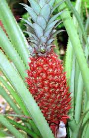 Check spelling or type a new query. Http Www Cardi Org Wp Content Uploads Downloads 2013 02 Cbbean Pineapple Production Post Harvest Manual Pdf