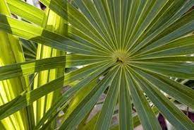 How To Dry Palm Branches Ehow Palm Branch Palm Tree Crafts Palm Leaf Decor