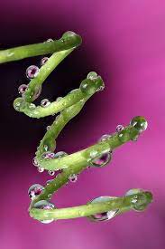 Raindrops On Passion Flower Tendril 3 Rain Drops Passion Flower Flowers