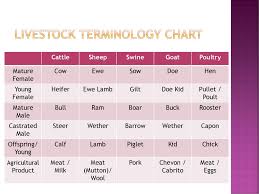 a look at livestock terminology ppt download