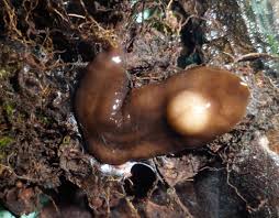 Image result for Sericanthe chimanimaniensis