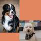 Read to a Dog, Read with Me (grades K-4) event image