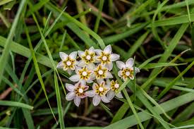 Image result for Dierama parviflorum