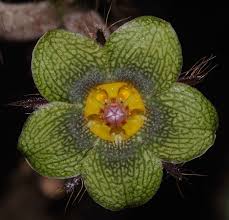 Image result for Aneilema umbrosum