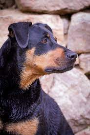 Doberman Lab Mix All About This Incredible Cross Breed