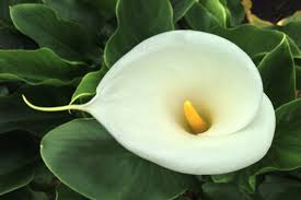 Both leaves and flowers are moderate to highly toxic. Plants Toxic To Dogs