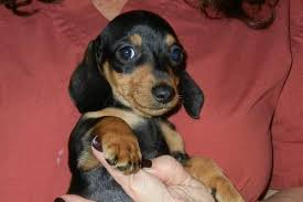Dachshund miniature (santee) pic hide this posting restore restore this posting. Micro Mini Dachshund Puppies For Sale Craigslist Change Comin