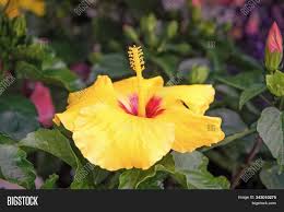 Hibiscus needs warm temperatures to bloom. Hardy Hibiscus Rose Image Photo Free Trial Bigstock