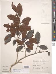 Image result for Xylopia lukei