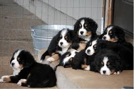 The bernese mountain dog is a popular breed with many unique traits. 15 Berner Sennen Ideas Mountain Dogs Bernese Mountain Dog Dogs
