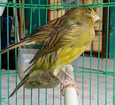 Kenari afs, gacorrr ,warna bon kuning mulus. Mengenali Ciri Ciri Burung Kenari Af Memiliki Kualitas Terbaik