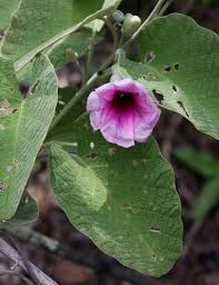 Image result for Ipomoea verbascoidea