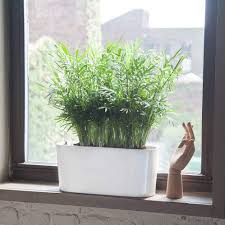 Plant Light Guide My City Plants
