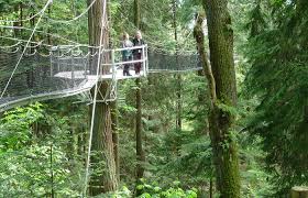 Here are 3 gatlinburg attractions where you can walk above the forest floor of the smoky mountains: Greenheart Treewalk Ubc Botanical Garden