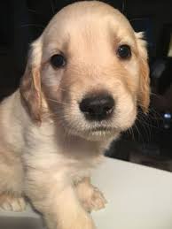 Golden retrievers are among america's most popular breeds. Litter Of 9 Golden Retriever Puppies For Sale In Seattle Wa Adn 49803 On Puppyfinder Com Gender Fe Golden Retriever Golden Retriever Litter Puppies For Sale