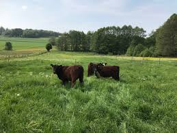 The connection between ford and the galloways goes back generations, as sam's grandparents sold model t fords in southwest florida as early as 1927. Das Besondere Galloway Fleisch Schneider S Gasthof Zum Waldstein