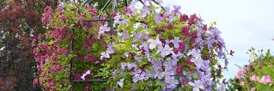 Check spelling or type a new query. Home Clematis Zrodlo Dobrych Pnaczy