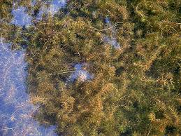 Image result for Hydrolea brevistyla