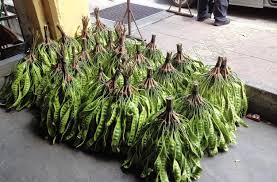 It belongs to the legume family and is harvested from tall rainforest trees which can grow between 15 meters and 45 meters in height. Hashtag Parkia Sur Twitter