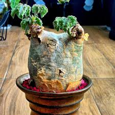 Image result for Cyphostemma lynesii