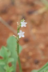 Image result for Oxygonum sinuatum