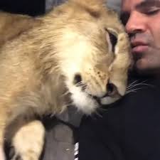 Back when Baby Khloe took possession of my hat... #BabyKhloeBJWT  #SaveTigers