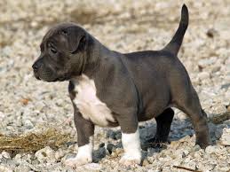 404 not found pitbull puppies cute pitbull puppies pitbull puppy
