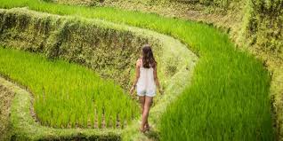 Kita akan menggambar pemandangan sawah dengan segala unsurnya. Sawah Terasering Ubud Tegalalang Hal Wajib Anda Tahu Sebelum Liburan