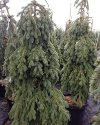 The key is trimming branches back to a side br. Spruce Weeping Blue Countryside Garden Centre