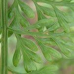 Image result for Asplenium hypomelas