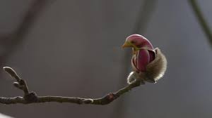 And its bloom marks the unofficial start to cherry blossom season at the garden. Meet Bird Shaped Magnolia Flowers Cgtn