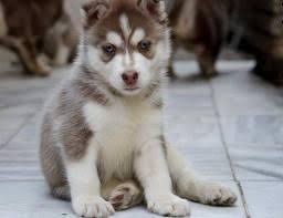 The siberian husky is known for being a loving family dog, but also exhibits the ancestral behavior of its wolf ancestor. Siberian Husky Puppies For Sale Colorado Springs Co 80601