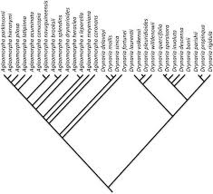 Image result for Drynaria volkensii