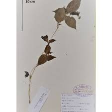 Image result for Floscopa africana