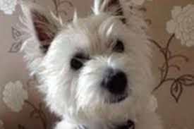 Find 15 creative things to do with the cremated ashes of your pet. Kirkcaldy Pet Owners Anger At Vet For Disposing Of Beloved Dog S Ashes Fife Today