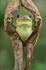 Quito Yasuni National Park In Pictures Nature Animals Tree Frogs Animals Beautiful