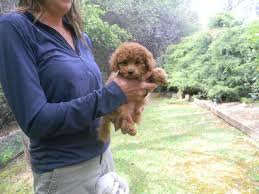 Gail Zamora S Poodles Website Show Dogs And Champions Poodle Cute Zamora