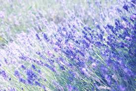 Lavender features a focal flower that arrives from partially to fully bloomed. How To Use Fresh Lavender In Your Home Diet And Beauty Routine The Beauty Block