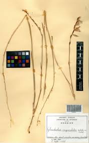 Image result for Gladiolus unguiculatus