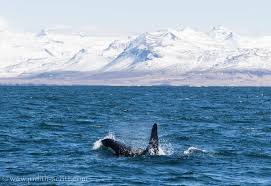 Beautiful orcas island, located in the san juan islands of washington state, is a popular destination for tourists and retirees. Orcas Beobachten Island Orcas Island Beste Zeit Und Ort Laki Tours