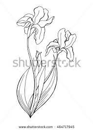 Iris Flower Graphic Art Black White Isolated Illustration Vector Iris Drawing Colorful Drawings Flower Drawing