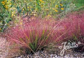 Image result for Eragrostis patens