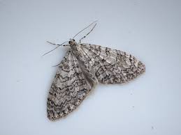 Image result for Trichopteryx