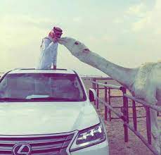 جمال إلابل arab swag cute animals swag boys
