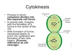 During this phase, a cell increases in mass. Mitosis And Cell Reproduction