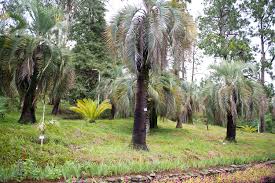 The botanical garden is located on the side of the mountain and offers marvelous views of the entire batumi coast that. Botanical Garden Of Batumi