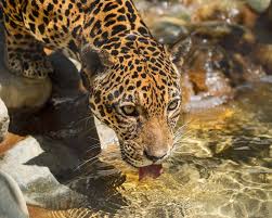 Only A Few Days Left To Enter Your Pic Into Our Octlazoopics Photo Contest Winner Will Receive A Zoo Family Membership And A T Zoo Coupons Los Angeles Zoo Zoo